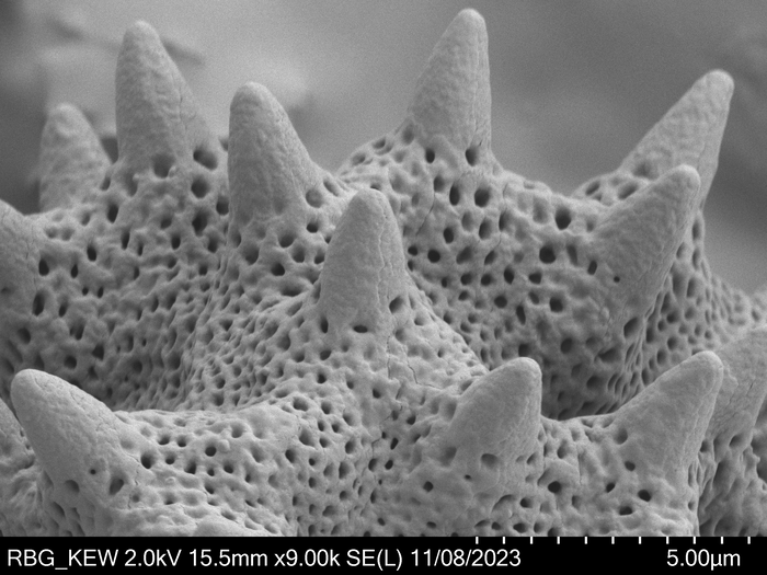Pollen grain of Oliganthes tsaratananensis, Andriamihajarivo, T.|&, al., 280