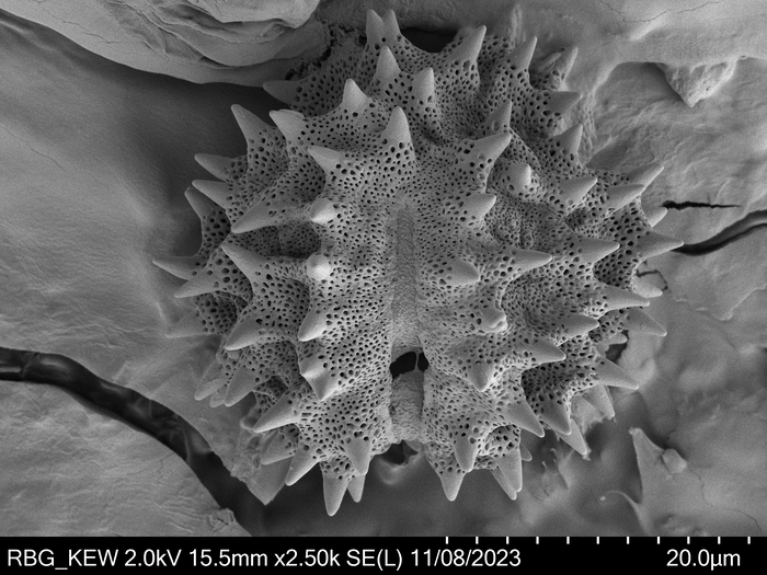 Pollen grain of Oliganthes tsaratananensis, Andriamihajarivo, T.|&, al., 280