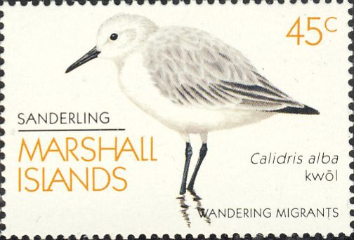 Calidris alba Calidris alba