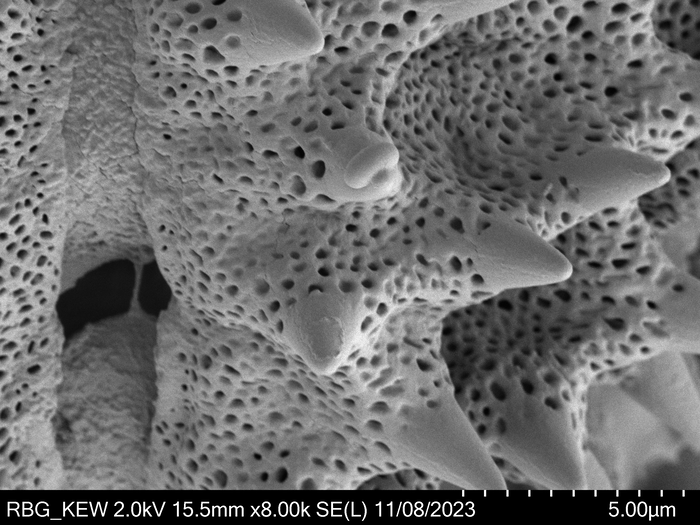 Pollen grain of Oliganthes tsaratananensis, Andriamihajarivo, T.|&, al., 280