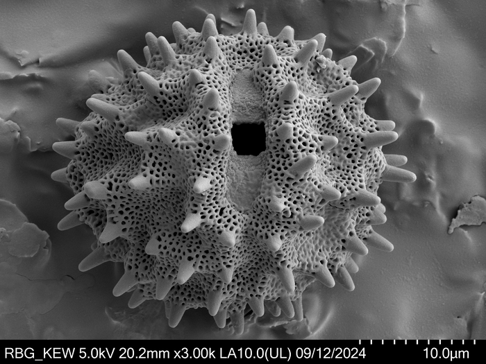 Polle grain of Omphalopappus newtonii, Murta, F. 75