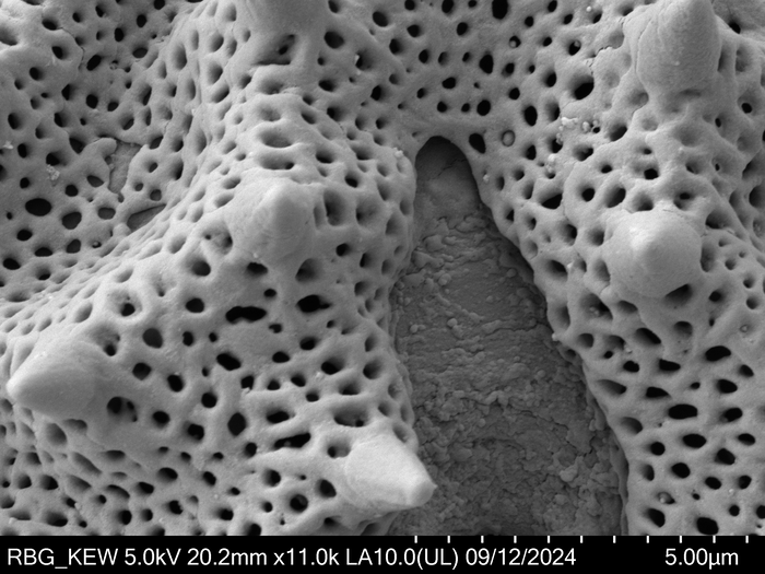 Polle grain of Omphalopappus newtonii, Murta, F. 75