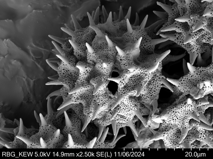 Polle grain of Omphalopappus newtonii, Mendes, E.J. 2504