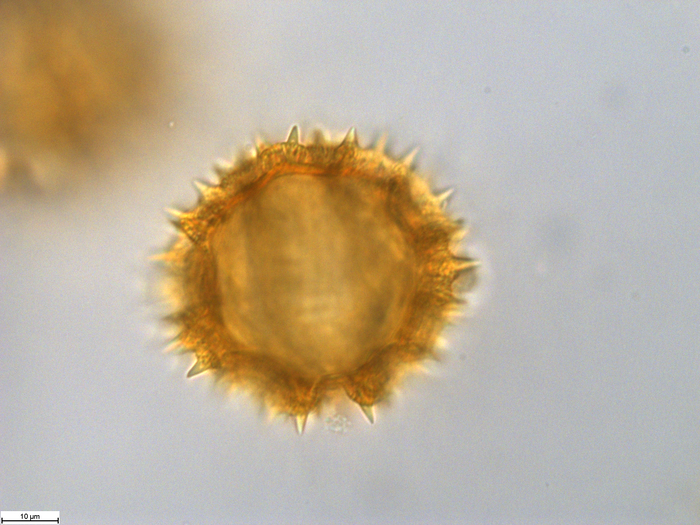 Pollen grain of Orbivestus catumbensis, Exell, A.W., Mendon?a, F.A., 1686