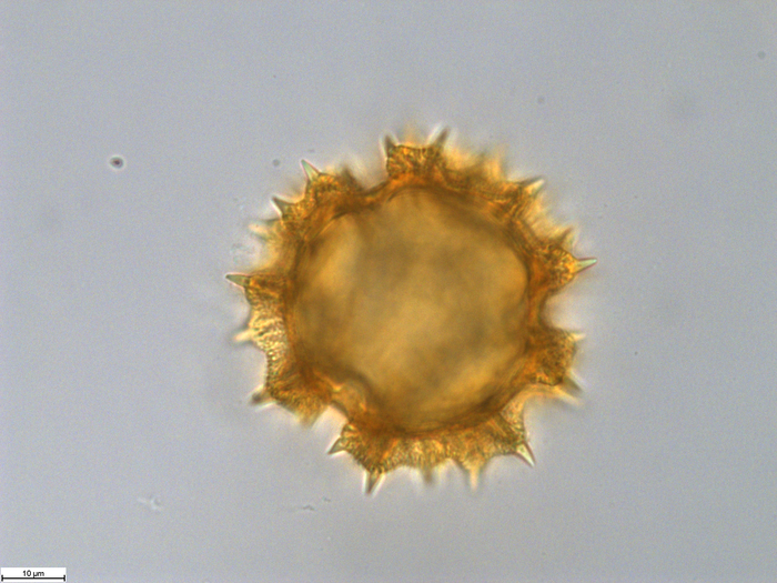 Pollen grain of Orbivestus catumbensis, Exell, A.W., Mendon?a, F.A., 1686