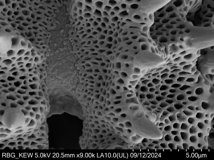 Pollen grain of Orbivestus catumbensis, Exell, A.W., Mendon?a, F.A., 1686