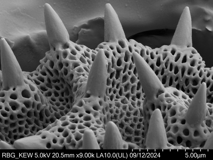 Pollen grain of Orbivestus catumbensis, Exell, A.W., Mendon?a, F.A., 1686