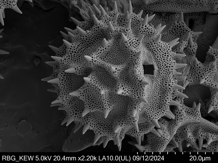 Pollen grain of Orbivestus catumbensis, Exell, A.W., Mendon?a, F.A., 1686