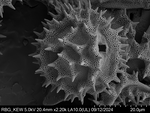 Pollen grain of Orbivestus catumbensis, Exell, A.W., Mendon?a, F.A., 1686
