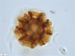 Pollen grain of Pseudopegolettia tenella, Santos, R.M., 2036