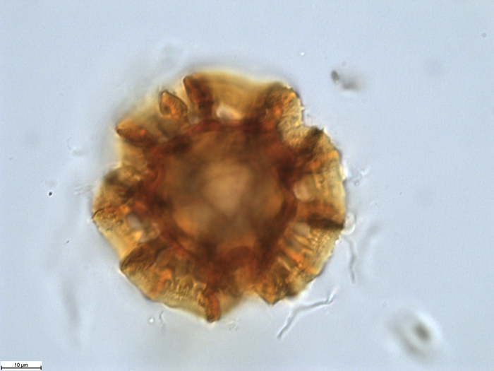 Pollen grain of Pseudopegolettia tenella, Santos, R.M., 2036