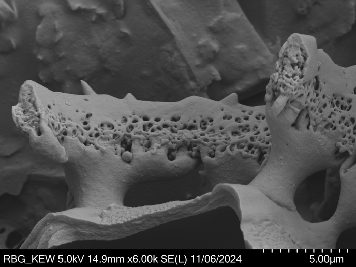 Pollen grain of Pseudopegolettia tenella, Santos, R.M., 2036
