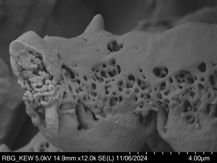 Pollen grain of Pseudopegolettia tenella, Santos, R.M., 2036