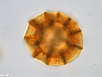 Pollen grain of Pseudopegolettia tenella, Santos, R.M., 2278