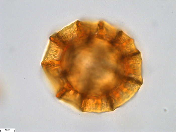 Pollen grain of Pseudopegolettia tenella, Santos, R.M., 2278