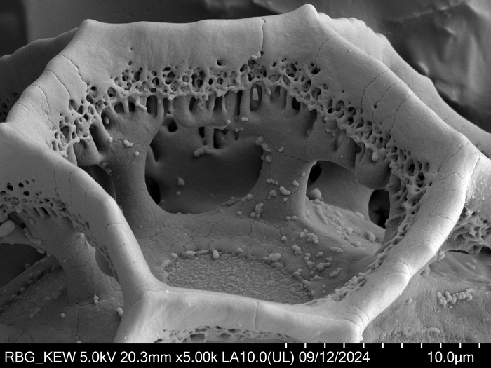 Pollen grain of Pseudopegolettia tenella, Santos, R.M., 2278
