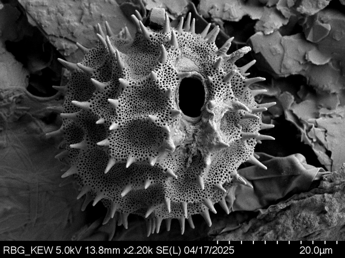 Pollen grain of Vernonella denudata, Duvigneaud, 2175 V