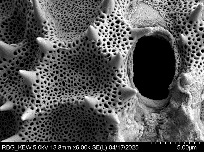 Pollen grain of Vernonella denudata, Duvigneaud, 2175 V