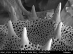 Pollen grain of Vernonella denudata, Duvigneaud, 2175 V