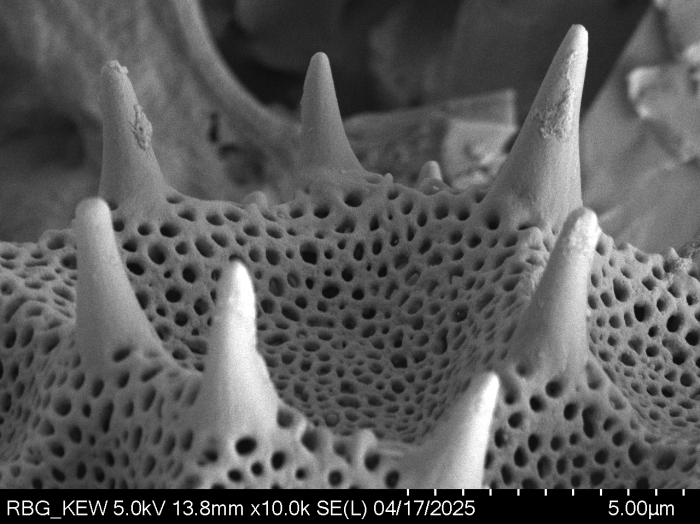 Pollen grain of Vernonella denudata, Duvigneaud, 2175 V