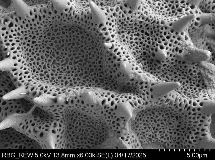 Pollen grain of Vernonella denudata, Duvigneaud, 2175 V