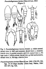 incisus
