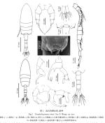 Pseudodiaptomus sheni