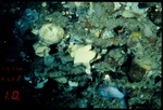 Holotype HBOM 003:02006 in situ
