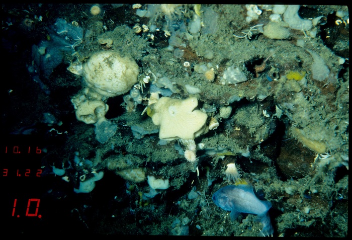 Holotype HBOM 003:02006 in situ
