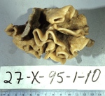 Holotype HBOM 003:02012 on deck