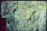 Holotype HBOM 003:02000 in situ, 121 m