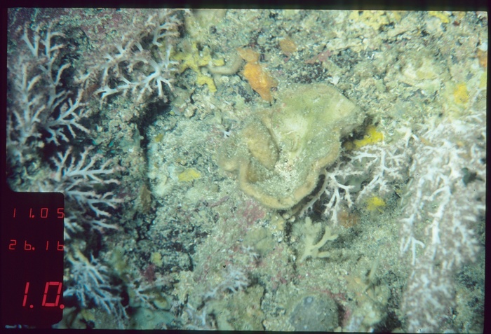 Holotype HBOM 003:02000 in situ, 121 m