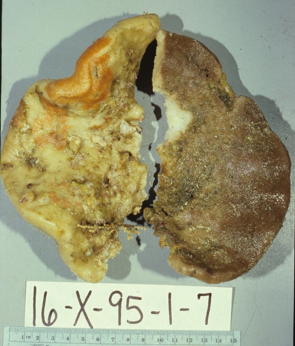 Holotype 003:02000 on deck