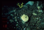 Holotype 003:02014 in situ, 378 m