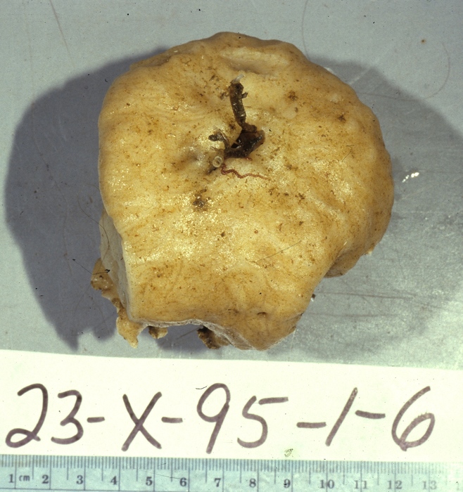 Holotype 003:02014 on deck
