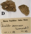 Chrotella cavernosa sensu Burton (1959)