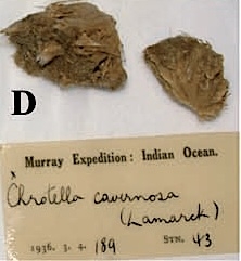 Chrotella cavernosa sensu Burton (1959)