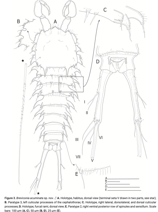 Breviconia acuminata