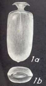 Lagenosolenia soulei McCulloch, 1977 Hypotype
