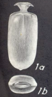 Lagenosolenia soulei McCulloch, 1977 Hypotype