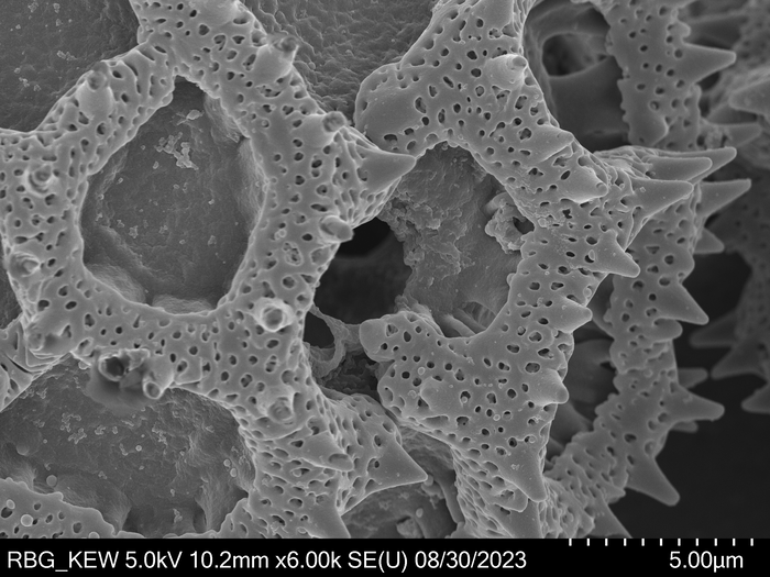 Pollen grain of Bothriocline madagascariensis, Perrier de la Bâthie, H., 2869