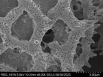 Pollen grain of Bothriocline madagascariensis, Perrier de la Bâthie, H., 2869