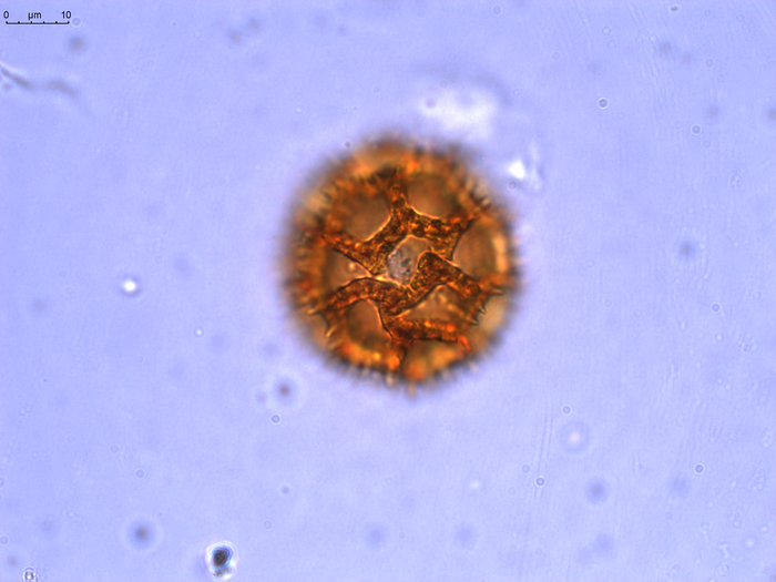 Pollen grain of Bothriocline madagascariensis, Perrier de la Bâthie, H., 2869
