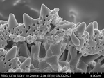 Pollen grain of Bothriocline madagascariensis, Perrier de la Bâthie, H., 2869