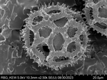 Pollen grain of Bothriocline madagascariensis, Perrier de la Bâthie, H., 2869