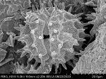 Pollen grain of Centauropsis cuspidata, J. Bosser, 5641
