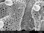 Pollen grain of Centauropsis cuspidata, J. Bosser, 5641