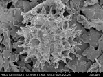 Pollen grain of Centauropsis cuspidata, J. Bosser, 5641
