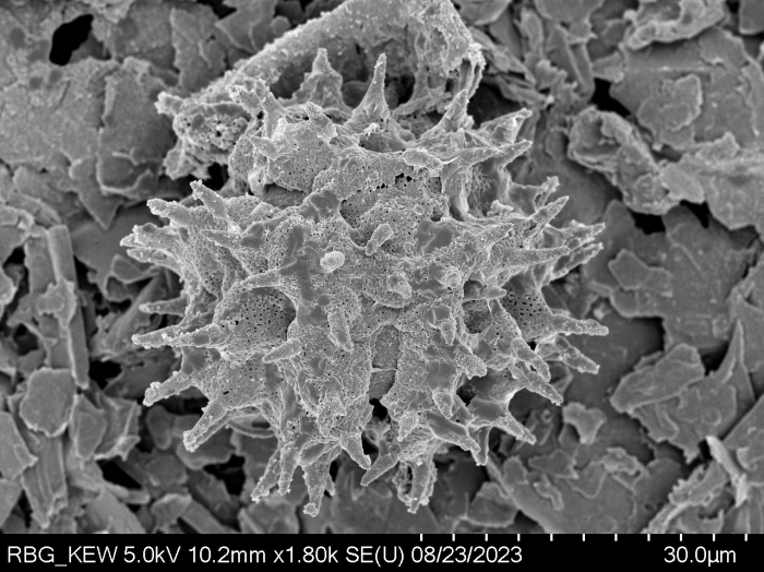 Pollen grain of Centauropsis cuspidata, J. Bosser, 5641