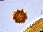 Pollen grain of Centauropsis cuspidata, J. Bosser, 5641